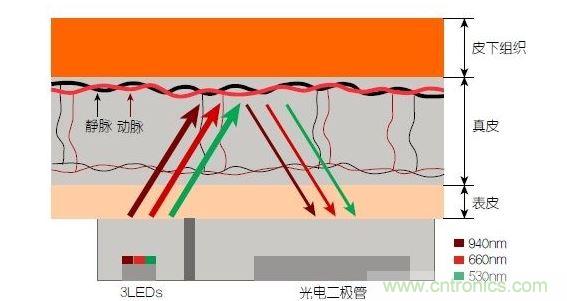 反射光脈搏測量原理。傳感器發(fā)出的光透過皮膚和組織，一部分被吸收，一部分被反射回檢測器。因為動脈中的血流量隨心臟的每次跳動會有所變化，因此光線被吸收的量以及檢測器收到的信號強度也會隨之發(fā)生改變。綠光可以在手腕處提供最佳結果，而紅光和紅外光一般用于手指測量。 8